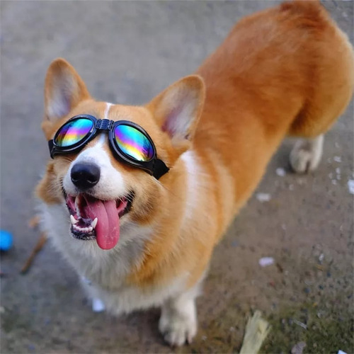Imagen 3 de 10 de Gafas Lentes De Sol Uv Para Perro Mascotas Mediana A Grandes