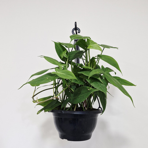 02 Vasos Syngonium Auritum Singônio Folha De Flecha