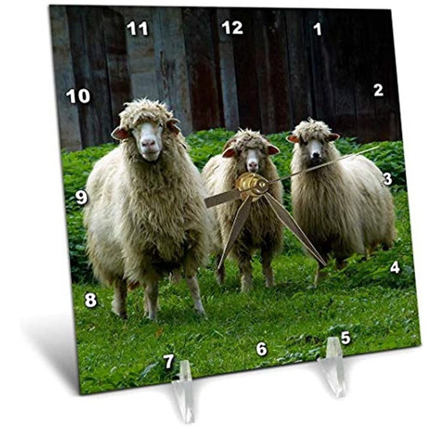 Houk Fotografia Animales Tres Ovejas Graciosas Reloj De