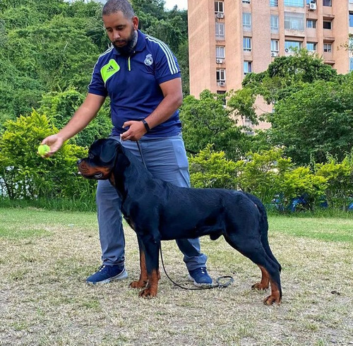 Cachorro Rottweiler 