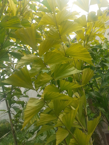 Imagen 2 de 5 de Caryota Urens, Palmera Cola De Pez 10lts