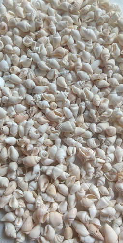 Concha Nasalei Blanco Medio Kilo 1/2 Kg