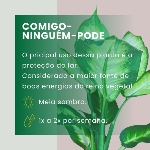 2 Mudas Dieffenbachia Seguine Proteção Natural Garantida