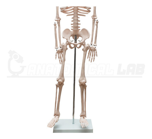 Esqueleto Humano De 85 Cm Com Suporte