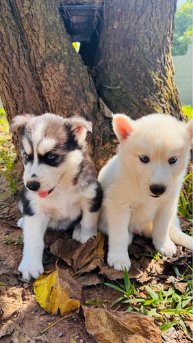Vendo Filhotes De Husky Siberiano