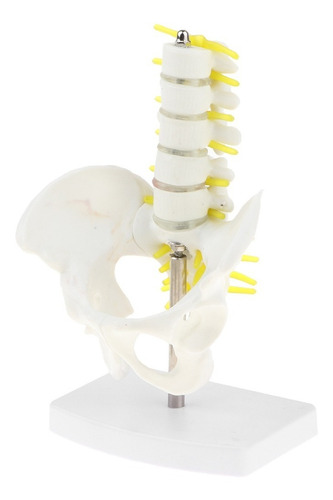 Modelo Anatómico Esquelético De Pelvis Humana Y 5