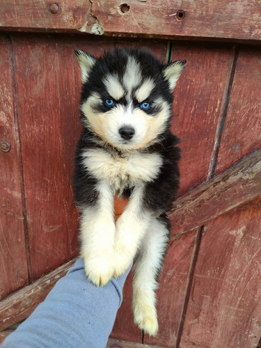 Imagen 4 de 7 de Husky Siberiano Machos
