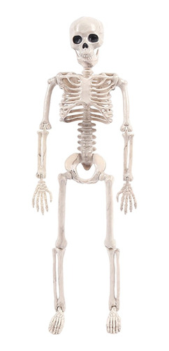 Esqueleto De Halloween Modelo Completo De Anatomía
