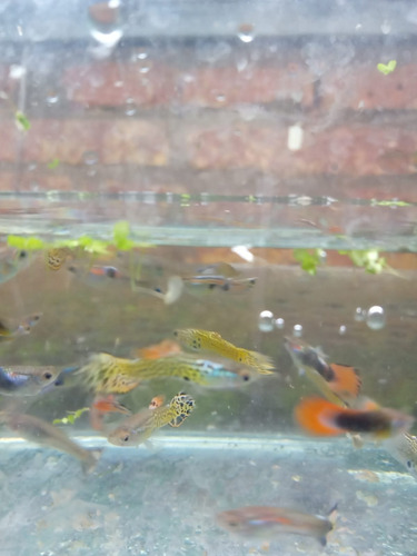 Peces Lebistes(guppys) Juveniles 5 Parejas A Elegir.no Envio