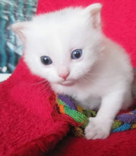 Gatitos Angora Turco