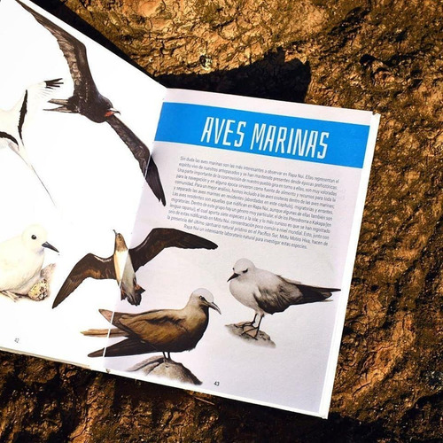 Imagen 2 de 3 de Aves De Rapa Nui - Sebastián Yancovic Pakarati