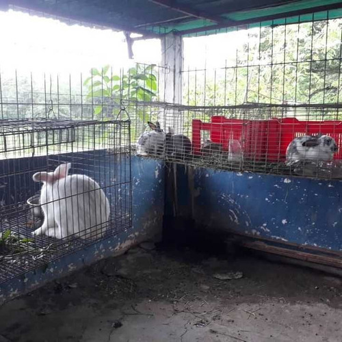 Imagen 13 de 14 de Finca Productiva Para Cria De Porcinos En Parapara De Ortiz