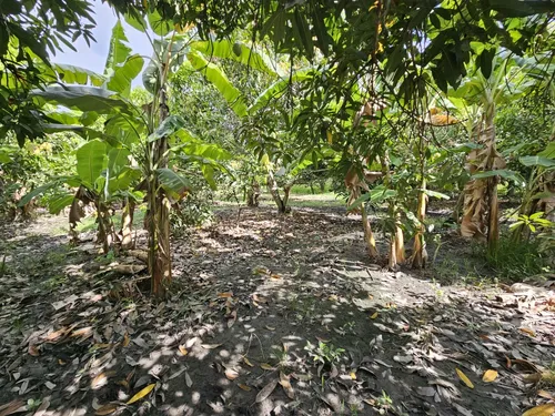 Oportunidad De Inversión Se Vende Finca En El Espinal,tolima