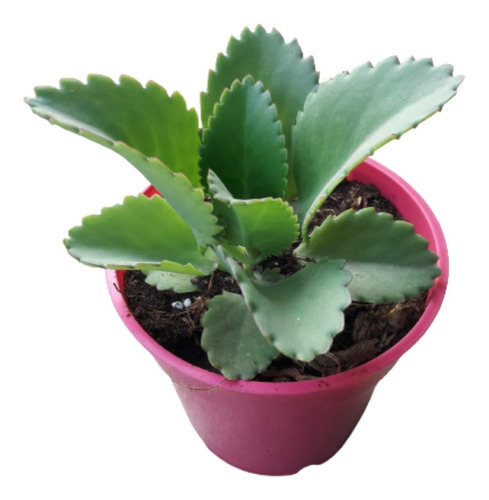 Planta Kalanchoe Original