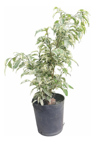 Imagen 1 de 4 de Planta Ficus Benjamina