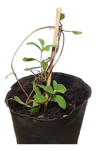 Plantas De Stevia/estevia (azucar Natural)