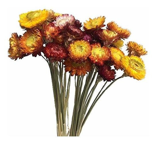 Guirnalda Ramo De Flores Secas Naturales De Color Life, Ramo | Cuotas sin interés Guirnalda Ramo De Flores Secas Naturales De Color Life, Ramo | Cuotas sin interés