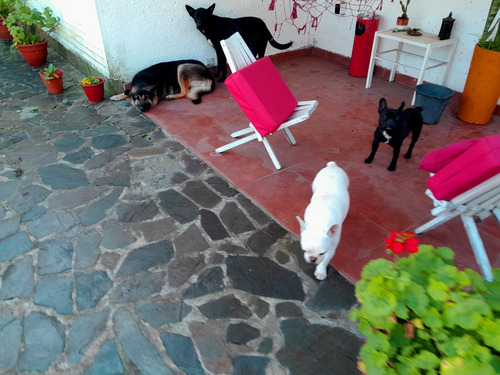 Cuidado De Perros, Guardería, Pensionado, Hotel