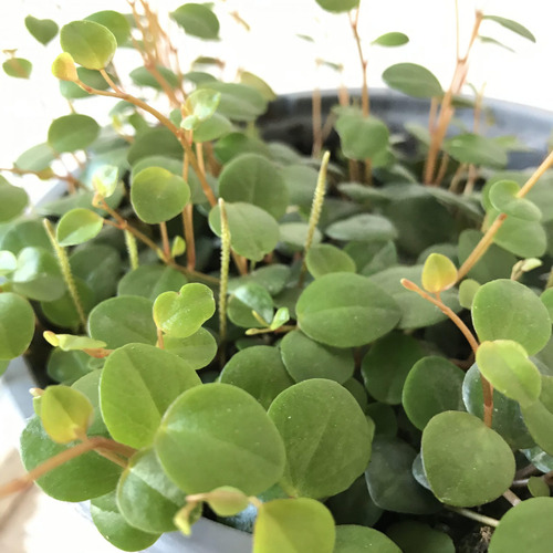 Planta De Peperomia Pepperspot C F 1 + Sorpresa