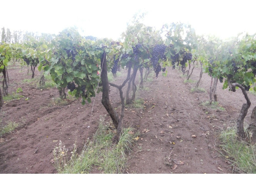 Imagen 10 de 14 de Finca 27 Hs En Gral.alvear, Pcia. De Mendoza