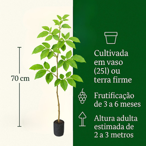 Muda Uva Branca Niagara 70cm - Frutífera 1 Unidade