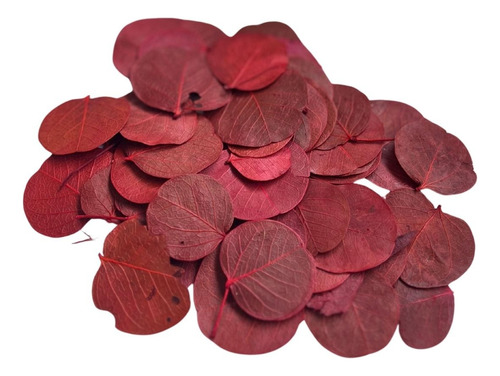 Folha Moeda Vermelha Seca Natural Decoração 100g