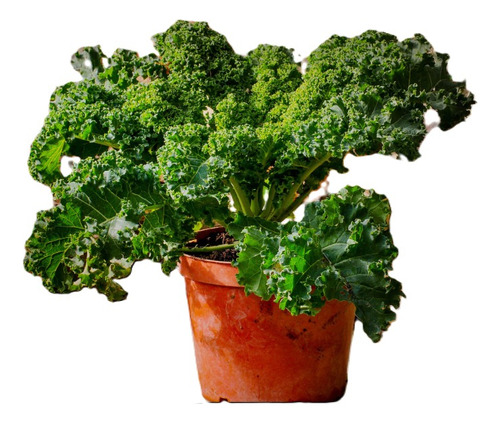Sobre Para Sembrar 50 Plantas De Kale O Col Rizada