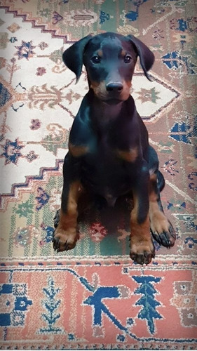 Cachorros Doberman Perrito Doverman Puppy Dobermen