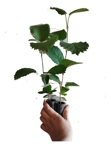 Plantines De Lapacho Amarillo X 50unidades