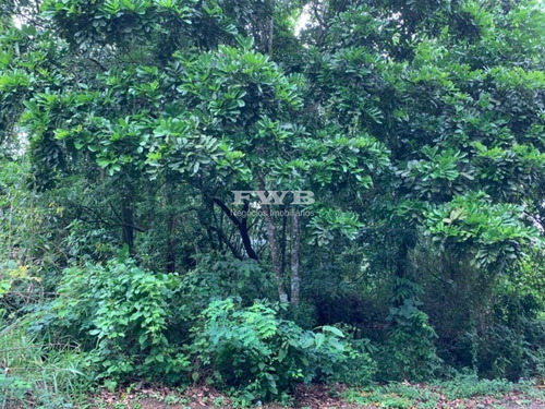 Imagem 5 de 13 de Terreno No Portogalo - Angra Dos Reis - 2044007532 - 34959883