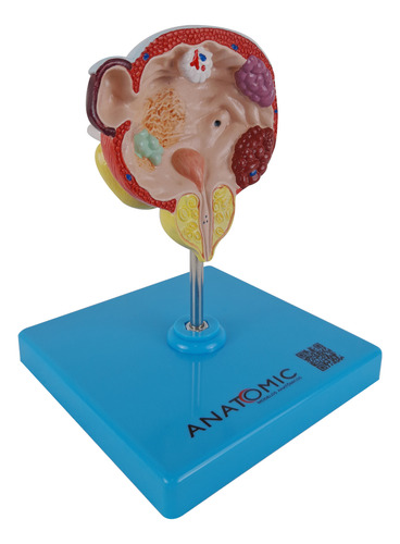 Anatomia Bexiga Urinária E Próstata Com Patologias Anatomia