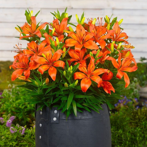 Imagen 7 de 10 de Bulbos De Lilium X1 Bulbo Asiático/oriental Alto/enano Impor