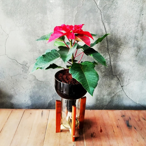 Planta De Interior Flor Del Inca Little Plant 27 Con Soporte