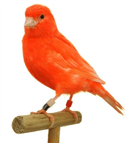 Imagen 5 de 5 de Pigmentante Canarios Aves Pajaros Factor Rojo 80 Gr Exzootix