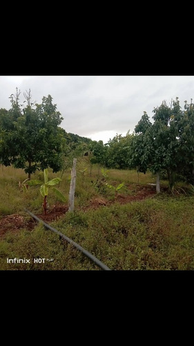 Imagen 4 de 10 de Se Vende Finca En Terragona Municipio Cedeño Ve02-1301ced-dced