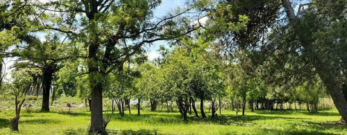 Imagen 7 de 9 de Terreno Venta 100x200 Mts - 20.000 Mts 2 Totales - Villa Montoro