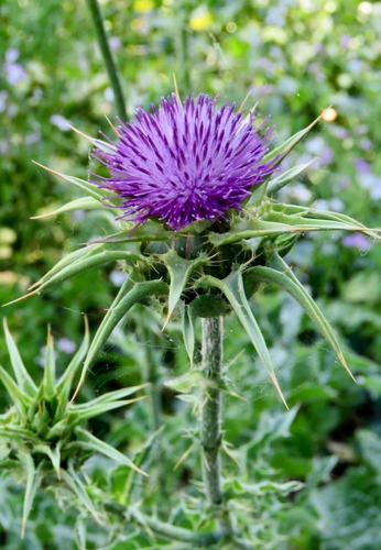 Semillas De Cardo Mariano Agroecológicas 100% Naturales