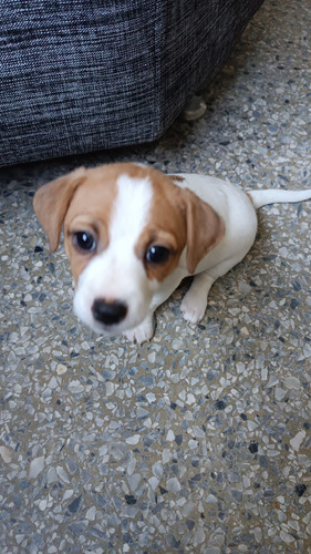 Cachorros Jack Russell