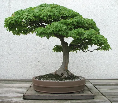 comprar Semillas De Arbol De Plantas Raras 20 Semillas De Arce Tride