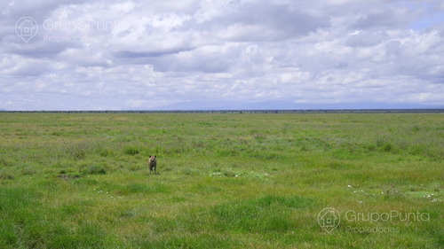 Campo En Arrendamiento - Artigas