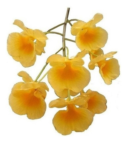 Muda Da Magnífica Orquídea Dendrobium - Cor Amarelo Ouro