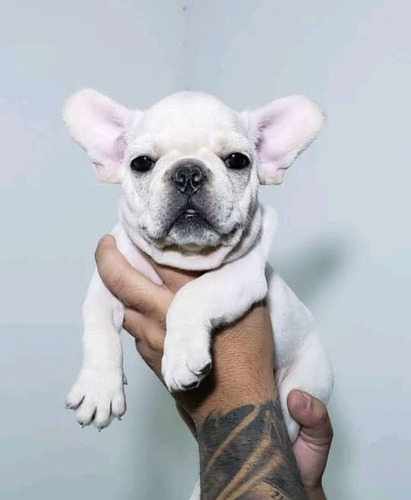 Bulldog Frances