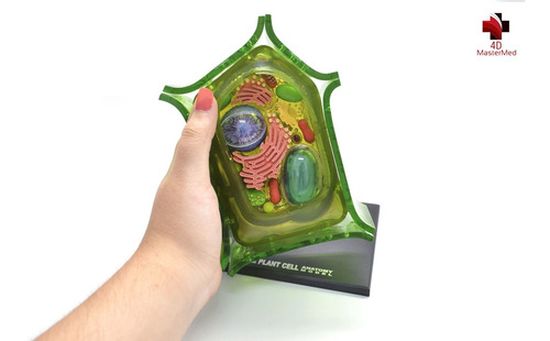Modelo Célula Vegetal - 4d Master Med