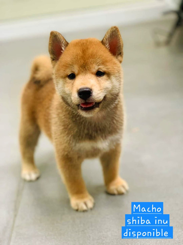 Shiba Inu Cachorros Hembras Y Machos (Usado)