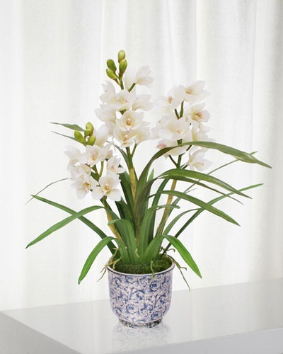 Orquidea Cymbidium