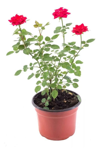Rosa Rococo, Rosal Arbustivo M14