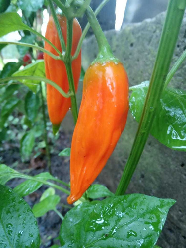 20 Semillas De Aji Escabeche Peruano - Capsicum Baccatum