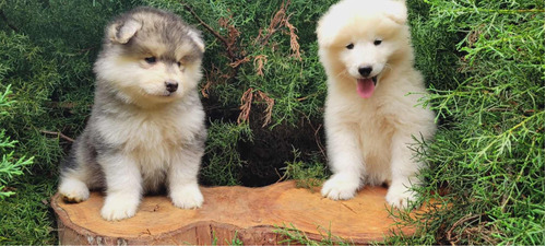 Alaskan Malamute (perros De Raza)