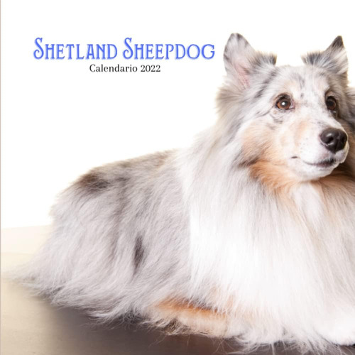 Libro: Shetland Sheepdog Calendario 2022: Calendario 2022 8.