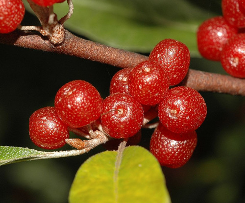 10 Estacas De Alegria Dos Pássaros  - Alaeagnus Umbellata